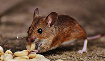 24 Hour & Emergency Exterminators in La Mirada, CA